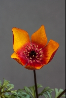 Anemone biflora